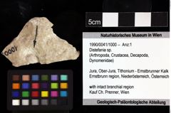 Foto (Objket + Etiketten) von Distefania sp. 